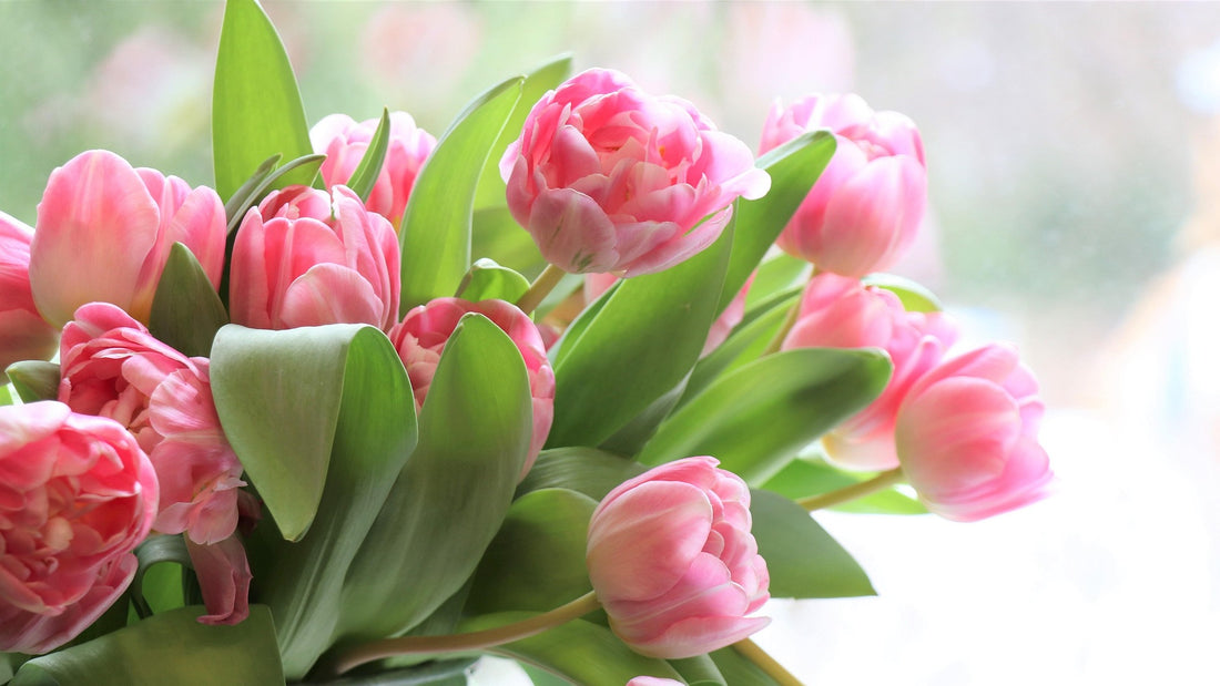 Why Fresh Flowers Are the Perfect Gift for Mum This Mother’s Day