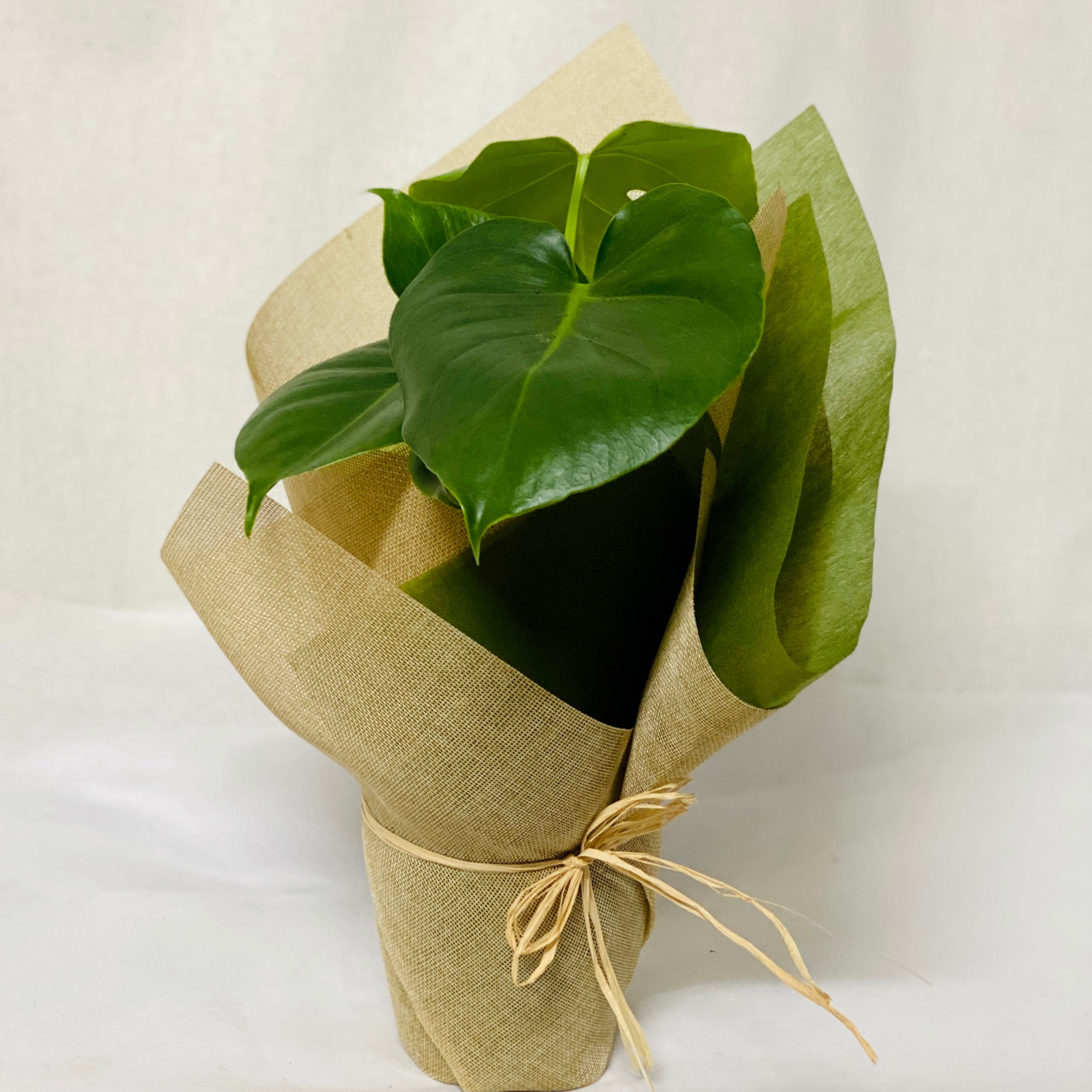 Potted Plants