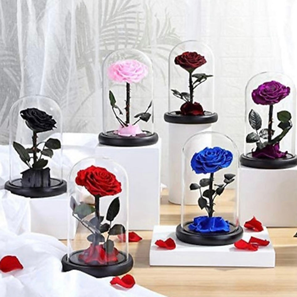Dried/Everlasting Flowers