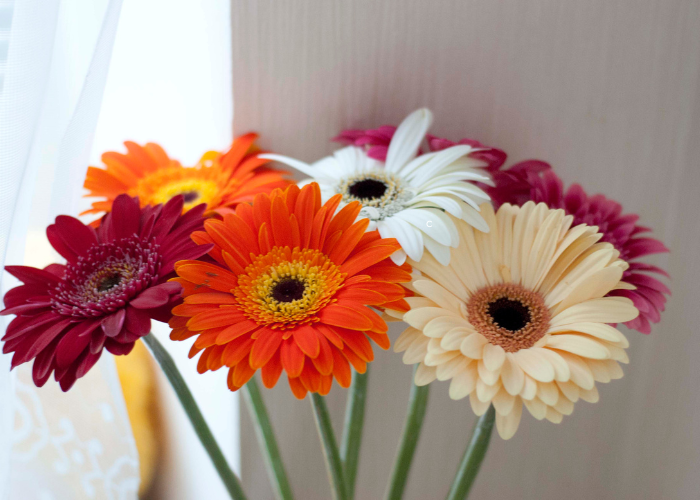 Gerberas Arrangements